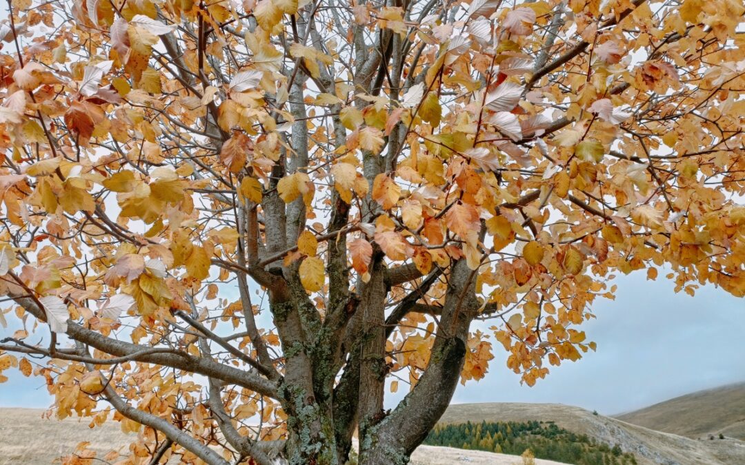 E’ autunno, in Italia. Rischiamo un lungo, lungo inverno.